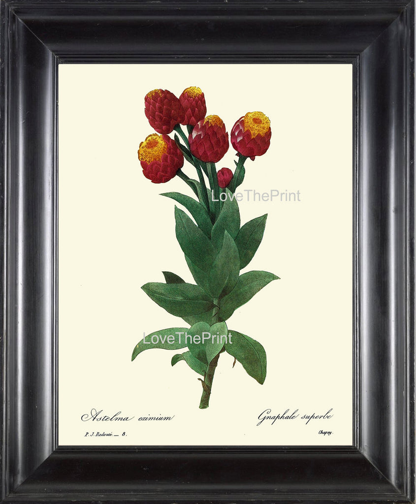 BOTANICAL PRINT Redoute Flower  Botanical Art Print 22 Beautiful Milkweed Plant Red Yellow Garden Nature to Frame Home Decor