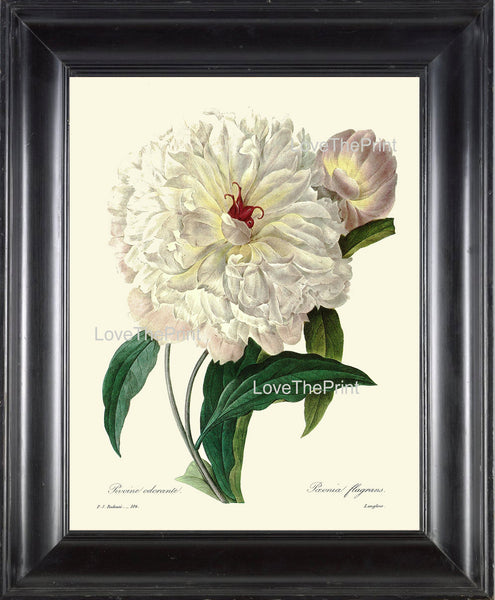 BOTANICAL PRINT Redoute Flower  Botanical Art Print 25 Beautiful Large White Peony Plant Garden Nature to Frame Home Decor