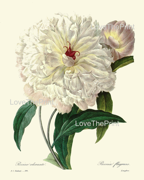 BOTANICAL PRINT Redoute Flower  Botanical Art Print 25 Beautiful Large White Peony Plant Garden Nature to Frame Home Decor