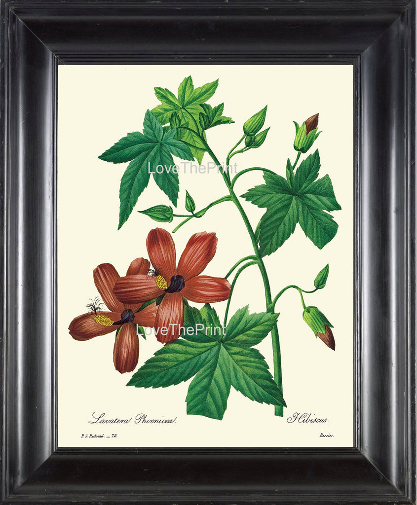 BOTANICAL PRINT Redoute Flower  Botanical Art Print 33 Beautiful Red Hibiscus Tropical Plant Garden Nature to Frame Home Decor