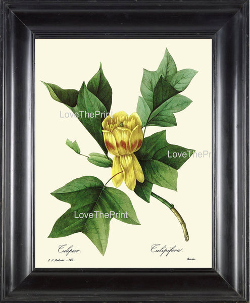 BOTANICAL PRINT Redoute Flower  Botanical Art Print 40 Beautiful Tulip Tree Tulipefera Plant Garden Nature to Frame Home Decor