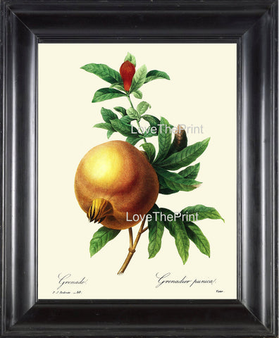 BOTANICAL PRINT Redoute Flower  Botanical Art Print 5 Beautiful Pomegranate Fruit Blooming Plant Garden Nature