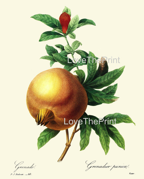 BOTANICAL PRINT Redoute Flower  Botanical Art Print 5 Beautiful Pomegranate Fruit Blooming Plant Garden Nature