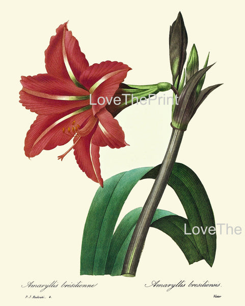 BOTANICAL PRINT Redoute Flower  Botanical Art Print 9 Beautiful  Large Red Amaryllis Plant Christmas Garden Nature