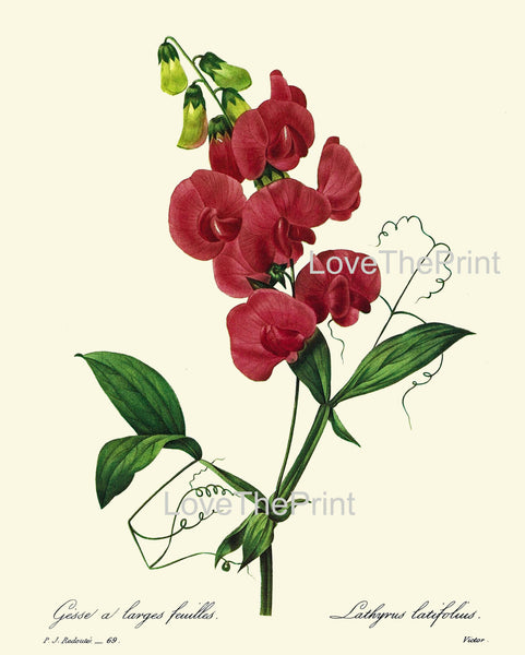 BOTANICAL PRINT Redoute Flower  Botanical Art Print 10 Beautiful Sweet Pea Red Flowers Plant Christmas Garden Nature