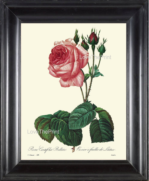 BOTANICAL PRINT Redoute Flower  Botanical Art Print 19 Beautiful Rose Pink Red Plant Garden Nature to Frame Home Decor