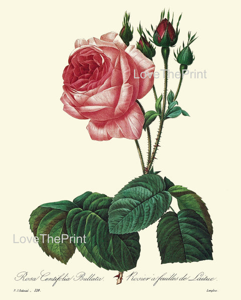 BOTANICAL PRINT Redoute Flower  Botanical Art Print 19 Beautiful Rose Pink Red Plant Garden Nature to Frame Home Decor