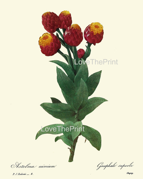 BOTANICAL PRINT Redoute Flower  Botanical Art Print 22 Beautiful Milkweed Plant Red Yellow Garden Nature to Frame Home Decor
