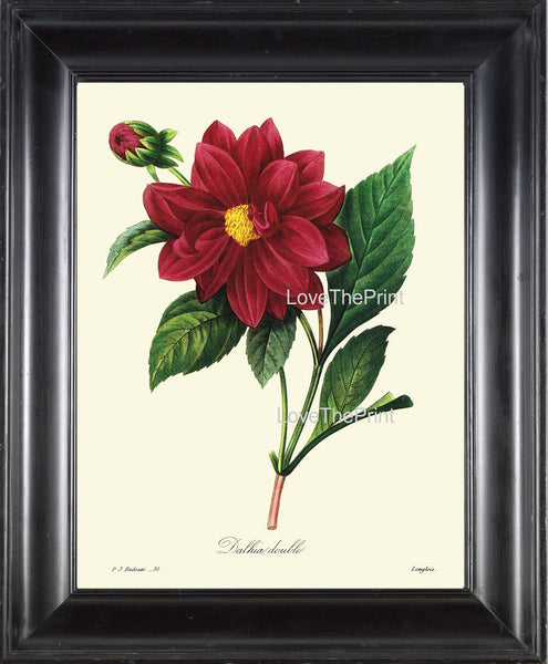 BOTANICAL PRINT Redoute Flower  Botanical Art Print 32 Beautiful Red Dahlia Plant Garden Nature to Frame Home Decor