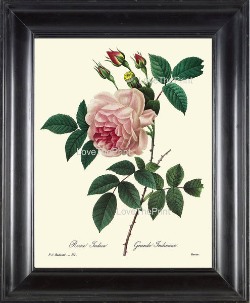 BOTANICAL PRINT Redoute Flower  Botanical Art Print 34 Beautiful Pink Rose Plant Garden Nature to Frame Home Decor