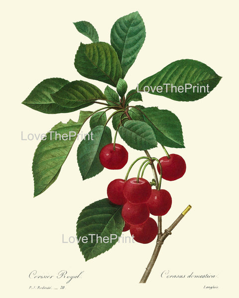 BOTANICAL PRINT Redoute Flower  Botanical Art Print 35 Beautiful Red Cherries Branch Plant Garden Nature to Frame Home Decor