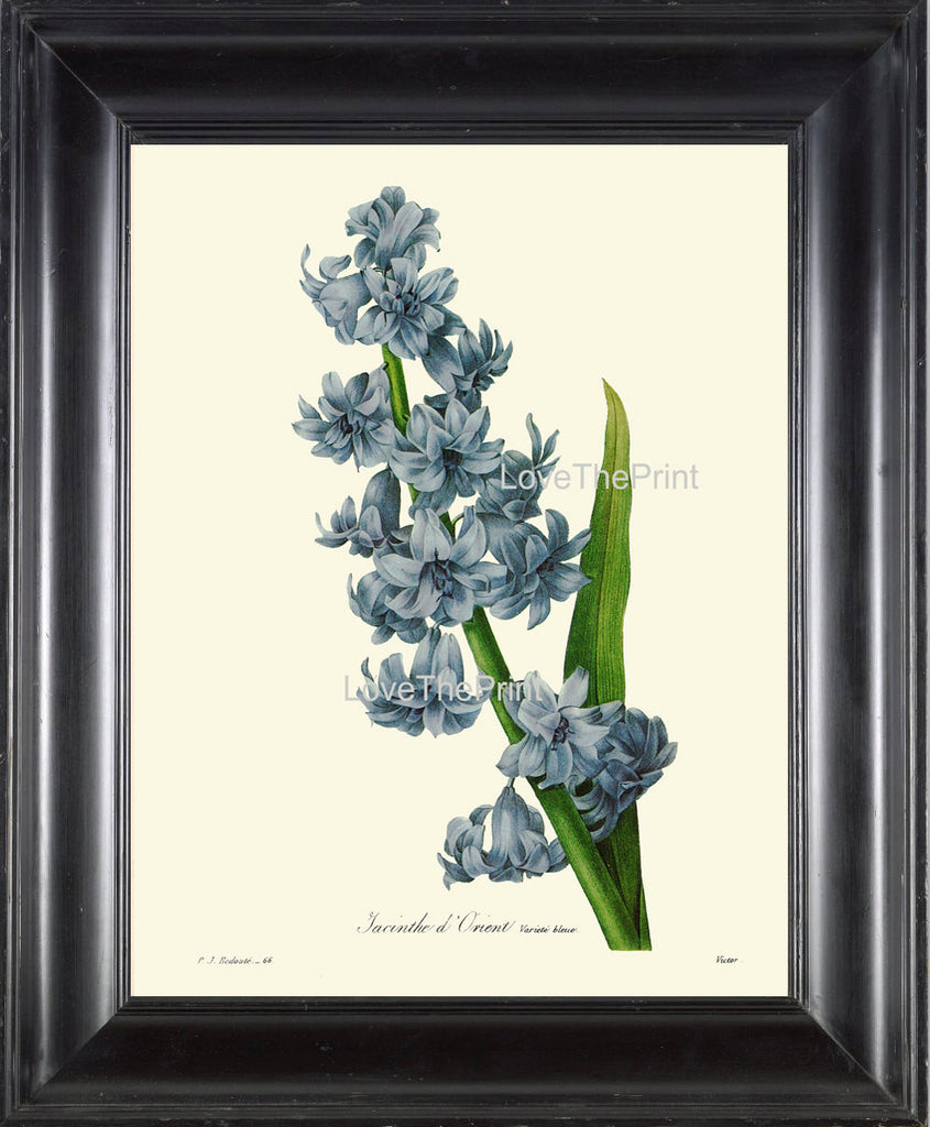 BOTANICAL PRINT Redoute Flower  Botanical Art Print 51 Beautiful Blue Hyacinth Spring Blooming Plant Garden Nature to Frame Home Decor
