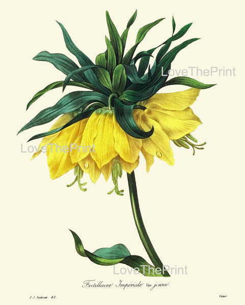 BOTANICAL PRINT Redoute Flower  Botanical Art Print 47 Fritillaria Imperial Crown Kaiser's Crown Yellow Plant Garden Nature to Frame