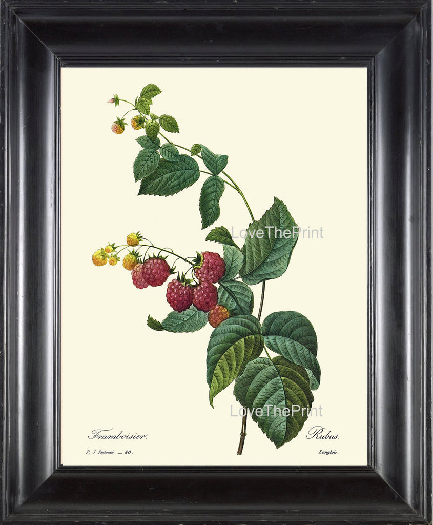 BOTANICAL PRINT Redoute Flower  Botanical Art Print 4 Raspberry Bush Branch Green Leaves Plant Garden Nature to Frame