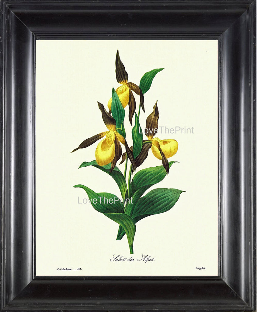 BOTANICAL PRINT Redoute Flower  Botanical Art Print 48 Tabot des Alpes Yellow FLower Nature to Frame