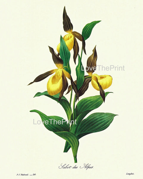 BOTANICAL PRINT Redoute Flower  Botanical Art Print 48 Tabot des Alpes Yellow FLower Nature to Frame
