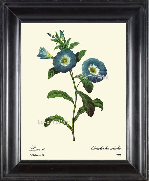 BOTANICAL PRINT Redoute Flower  Botanical Art Print 59 Beautiful Blue Liseron Morning Glory Wildflower Spring Summer Garden Home Decor