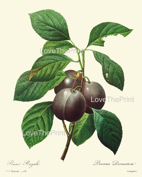 BOTANICAL PRINT Redoute Flower  Botanical Art Print 69 Beautiful Plum Fruit Tree Branch Green Leaves Summer Garden Home Decor