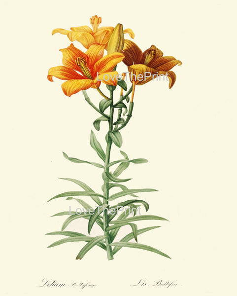 BOTANICAL PRINT Redoute Flower  Botanical Art Print 127 Beautiful Lily Orange Yellow Tiger Spring Summer Garden