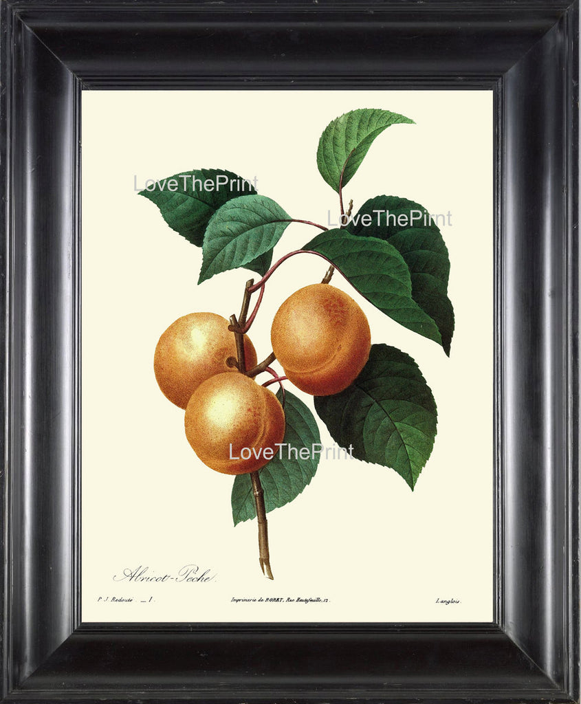 BOTANICAL PRINT Redoute Flower  Botanical Art Print 71 Beautiful Apricot Fruit Plant Garden Nature to Frame