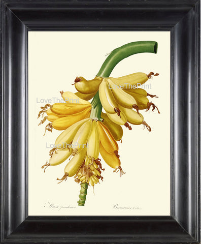 BOTANICAL PRINT Redoute Flower  Botanical Art Print 272 Beautiful Banana Tropical Fruit Tree Branch Summer Garden Home Decor