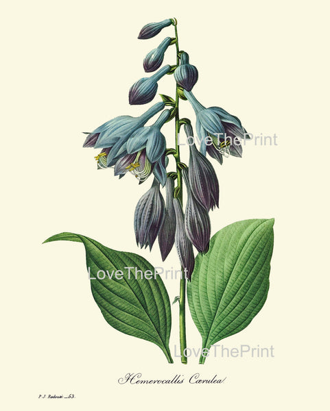 BOTANICAL PRINT Redoute Flower  Botanical Art Print 64 Beautiful Blue Hosta  Hemerocallis caerulea Plant Garden Nature Home Decor