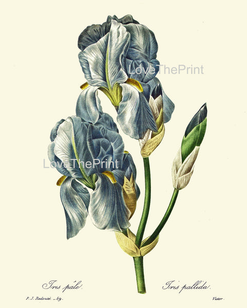 BOTANICAL PRINT Redoute Flower  Botanical Art Print 66 Beautiful Blue Iris Plant Garden Nature Home Decor to Frame