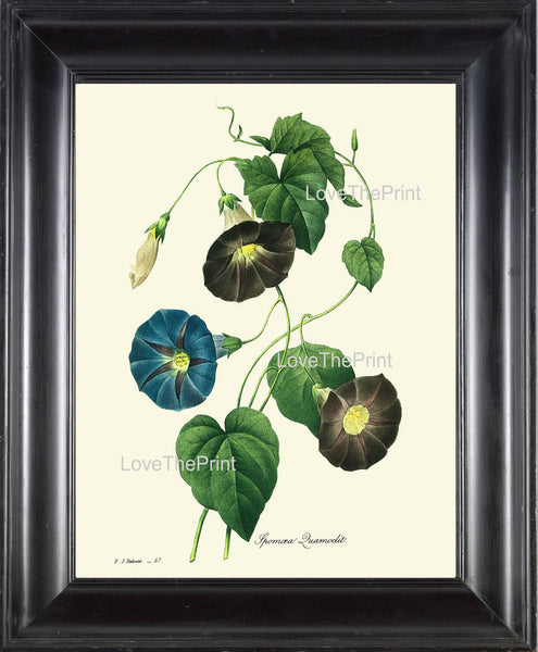 BOTANICAL PRINT Redoute Flower  Botanical Art Print 62 Beautiful Blue Morning Glory WIldflower Plant Nature Home Decor to Frame