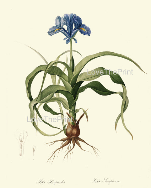 BOTANICAL PRINT Redoute Flower  Botanical Art Print 128 Beautiful Blue Iris Plant Bulb Antique Writing Nature Home Decor to Frame