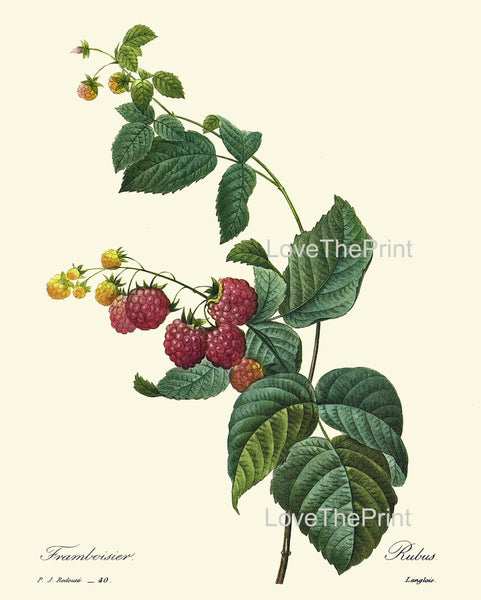 BOTANICAL PRINT Redoute Flower  Botanical Art Print 4 Raspberry Bush Branch Green Leaves Plant Garden Nature to Frame