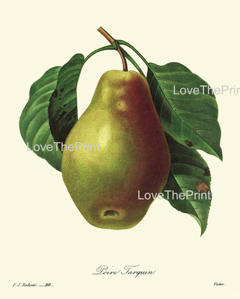 BOTANICAL PRINT Redoute Flower  Botanical Art Print 52 Beautiful Pear Fruit Plant Garden Nature to Frame