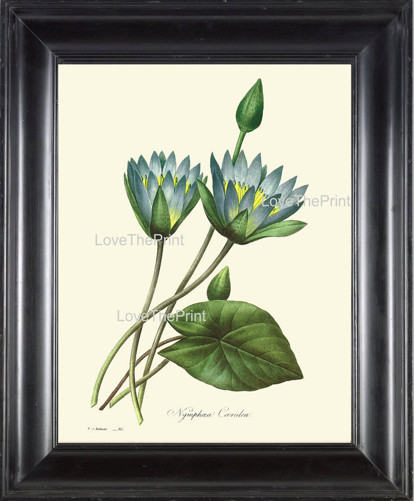 BOTANICAL PRINT Redoute Flower  Botanical Art Print 55 Beautiful Blue Water Lily Lotus Lake River Nature to Frame