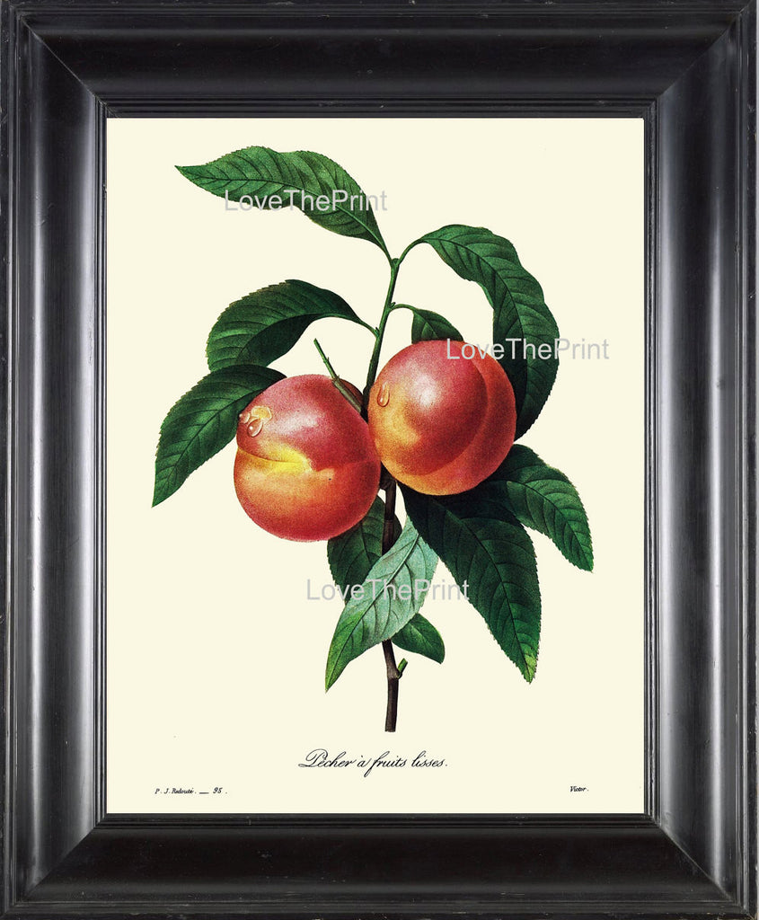 BOTANICAL PRINT Redoute Flower  Botanical Art Print 73 Beautiful Peach Fruit Tree Branch Green Leaves Summer Garden Home Decor