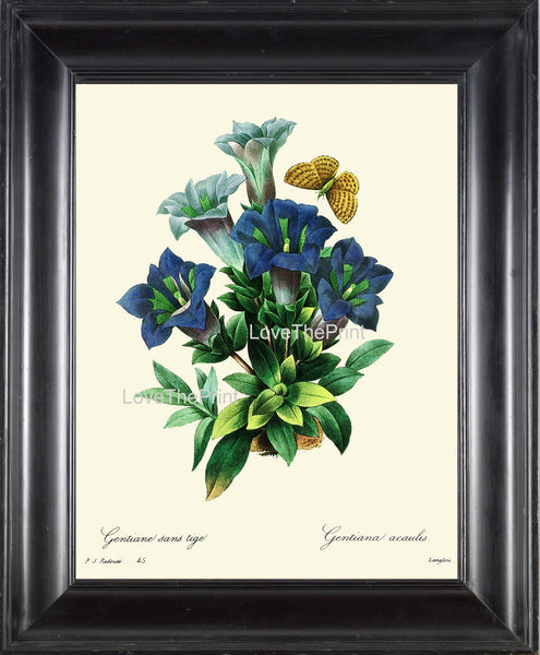 BOTANICAL PRINT Redoute Flower  Botanical Art Print 61 Beautiful Blue Trumpet Gentian  Swiss Alpine Wildflower Spring Summer Garden