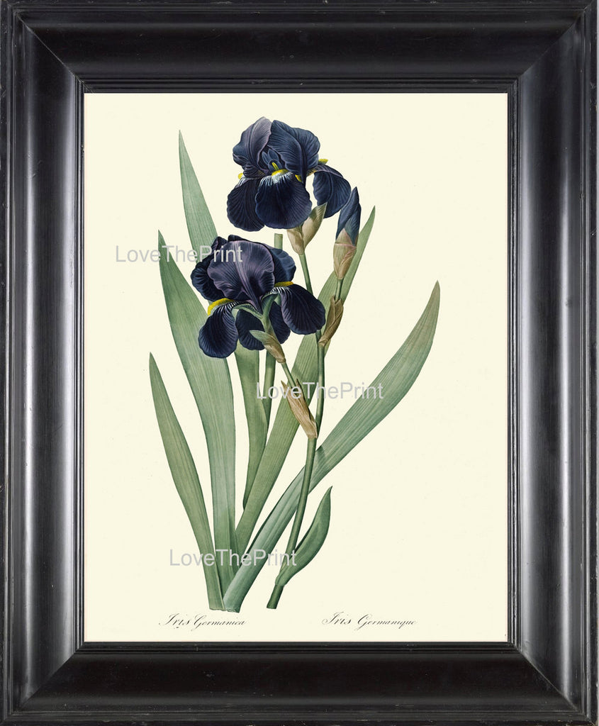 BOTANICAL PRINT Redoute Flower  Botanical Art Print 161 Beautiful Blue Iris Plant Antique Writing Nature to Frame Interior Design