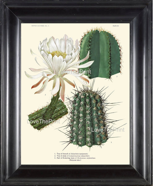 BOTANICAL PRINT CACTUS  Art Print 1 Beautiful White Flower Tropical Garden Nature Home Office Wall Decor