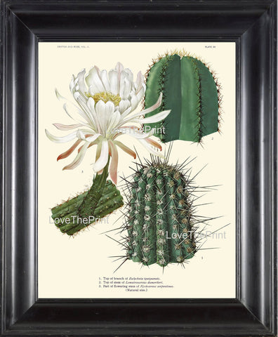 BOTANICAL PRINT CACTUS  Art Print 1 Beautiful White Flower Tropical Garden Nature Home Office Wall Decor
