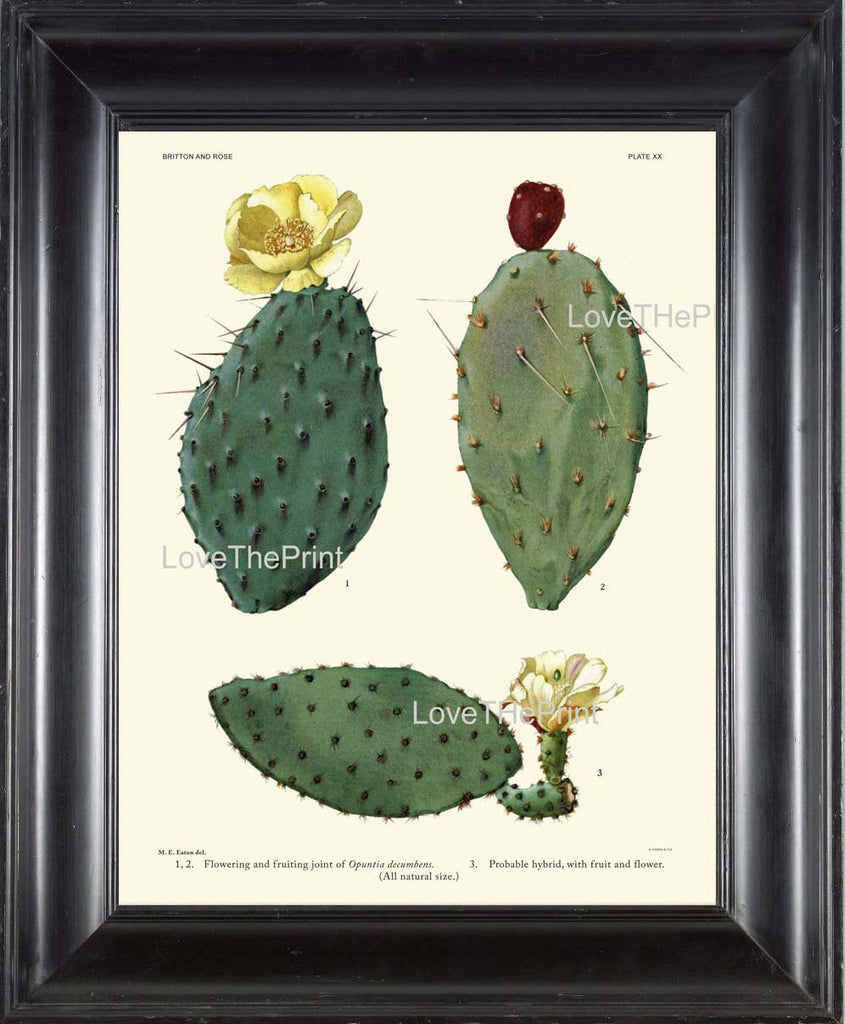 BOTANICAL PRINT CACTUS  Art Print 2 Beautiful Blooming Yellow White Red Flower and Fruit Tropical Garden Nature Home Office Wall Decor