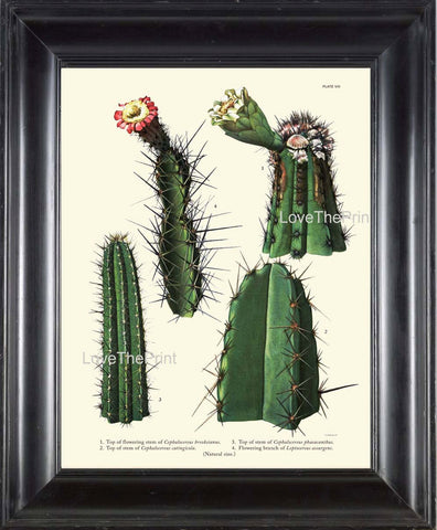 BOTANICAL PRINT CACTUS  Art Print 6 Beautiful Blooming Cactuses Flower Tropical Illustration Garden Nature Home Wall Decor to Frame
