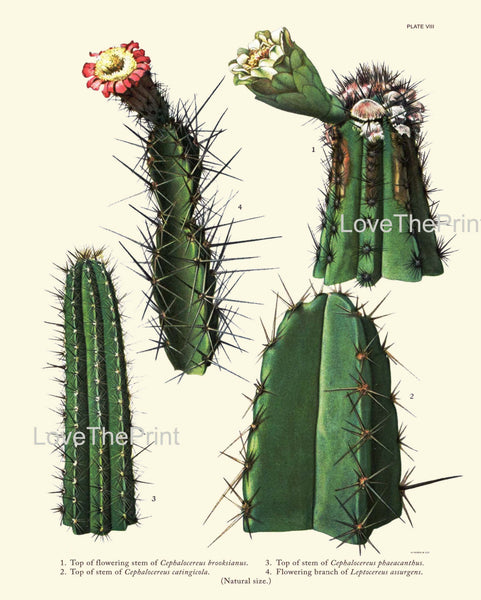 BOTANICAL PRINT CACTUS  Art Print 6 Beautiful Blooming Cactuses Flower Tropical Illustration Garden Nature Home Wall Decor to Frame