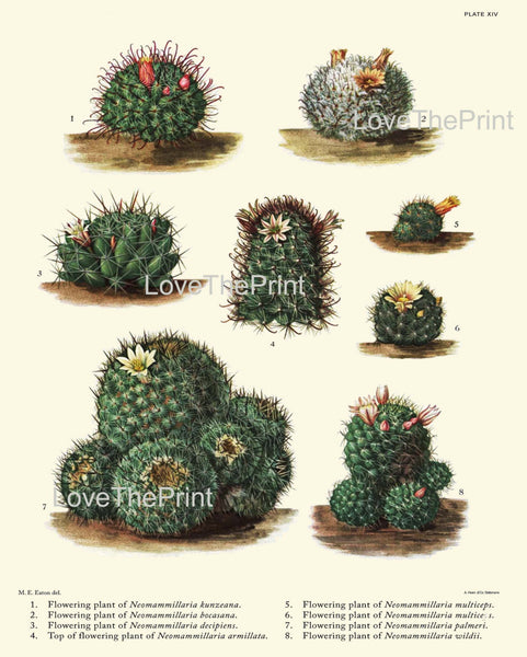 BOTANICAL PRINT CACTUS  Art Print 7 Beautiful Cactus Plants Flower Tropical Illustration Garden Nature Home Wall Decor to Frame