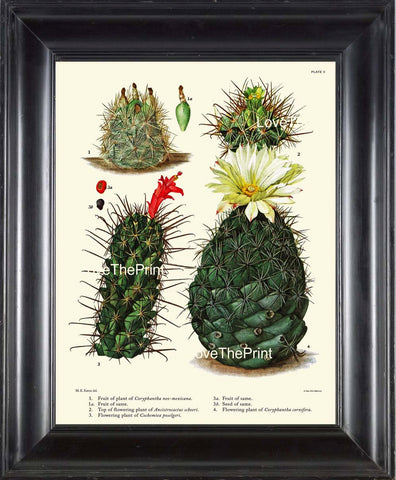 BOTANICAL PRINT CACTUS  Art Print 9 Beautiful Blooming White Red Flower Tropical Garden Nature Home Office Wall Decor to Frame