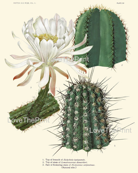 BOTANICAL PRINT CACTUS  Art Print 1 Beautiful White Flower Tropical Garden Nature Home Office Wall Decor