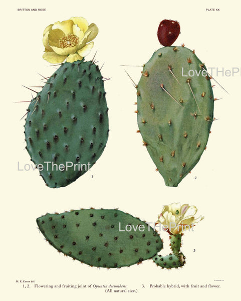 BOTANICAL PRINT CACTUS  Art Print 2 Beautiful Blooming Yellow White Red Flower and Fruit Tropical Garden Nature Home Office Wall Decor