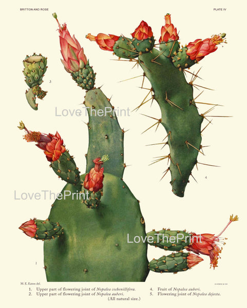 BOTANICAL PRINT CACTUS  Art Print 3 Beautiful Blooming Coral Peach Red Flower Tropical Garden Nature Home Office Wall Decor