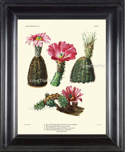 BOTANICAL PRINT CACTUS  Art Print 4 Beautiful Blooming Pink Flower Tropical Illustration Garden Nature Home Wall Decor to Frame