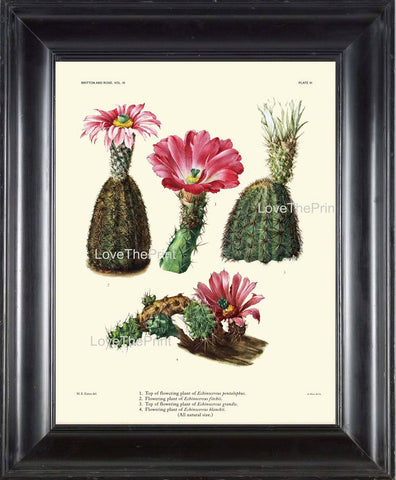 BOTANICAL PRINT CACTUS  Art Print 4 Beautiful Blooming Pink Flower Tropical Illustration Garden Nature Home Wall Decor to Frame