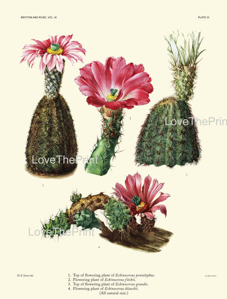 BOTANICAL PRINT CACTUS  Art Print 4 Beautiful Blooming Pink Flower Tropical Illustration Garden Nature Home Wall Decor to Frame