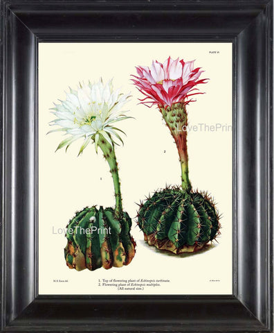 BOTANICAL PRINT CACTUS  Art Print 5 Beautiful Blooming White Pink Flower Tropical Illustration Garden Nature Home Wall Decor to Frame