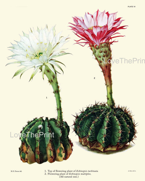 BOTANICAL PRINT CACTUS  Art Print 5 Beautiful Blooming White Pink Flower Tropical Illustration Garden Nature Home Wall Decor to Frame
